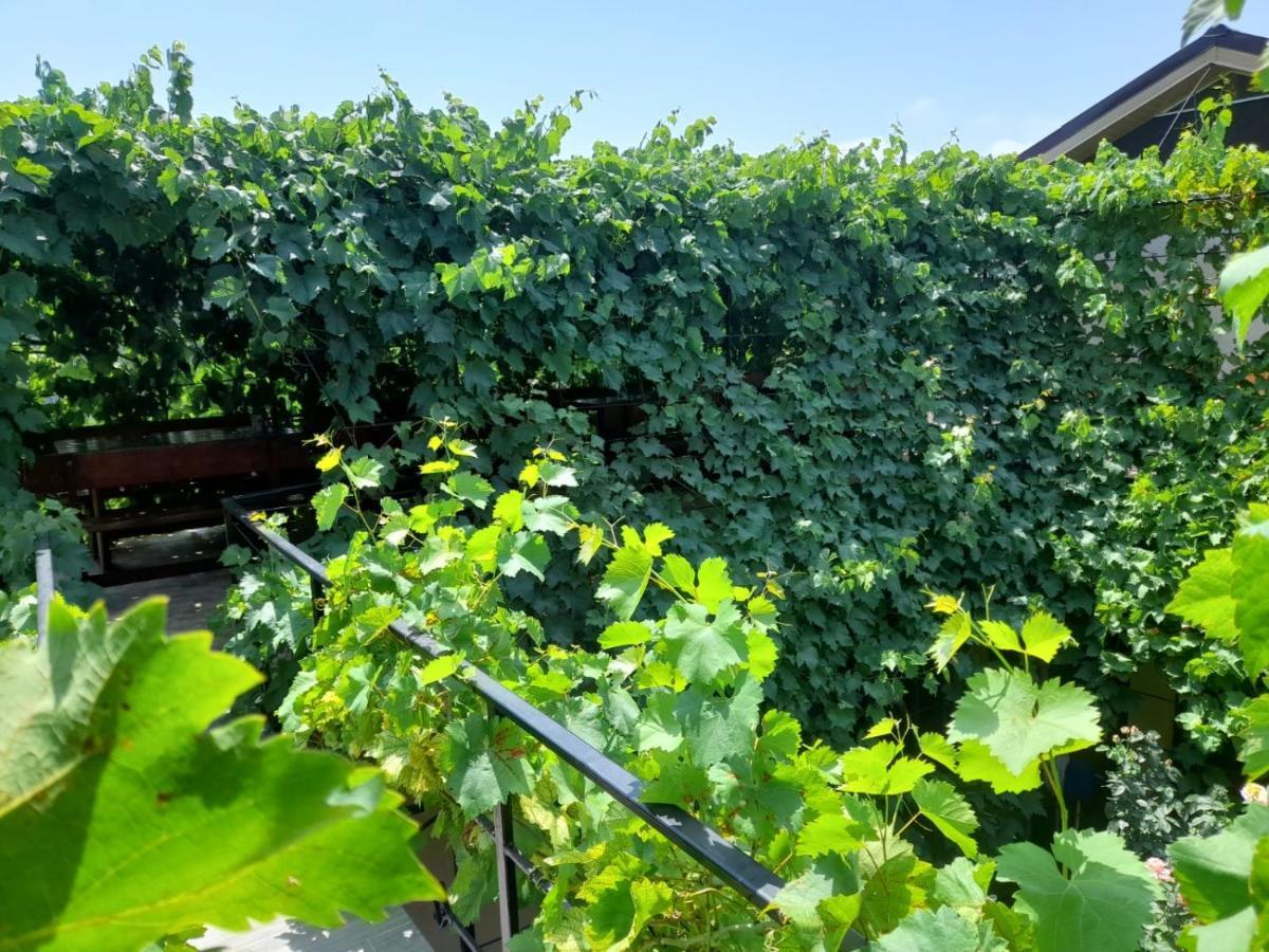 Pensiunea Lyo Două Mai Exterior foto